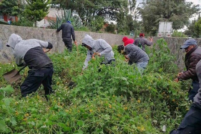 Atiende la Coordinación de Serviciós Públicos de Huamantla Áreas Verdes de la Ciudad. - AlternativaTlx