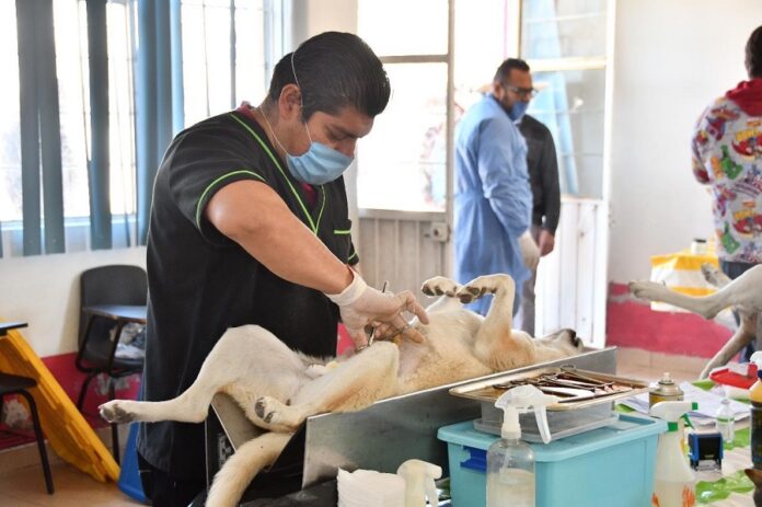 Invita Ayuntamiento de Huamantla y Sesa a Jornadas de Esterilización Canina y Felina. - AlternativaTlx Invita Ayuntamiento de Huamantla y Sesa a Jornadas de Esterilización Canina y Felina. - AlternativaTlx