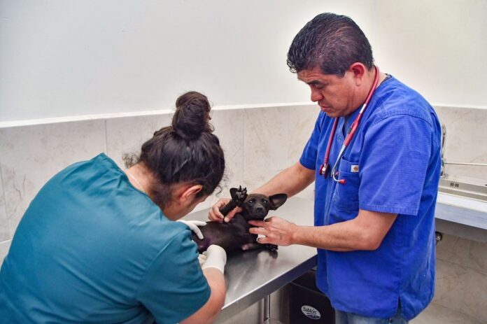La Clínica Biofílica Canina y Felina de Huamantla Contribuye al Bienestar Animal con Servicios a Bajo Costo - AlternativaTlx