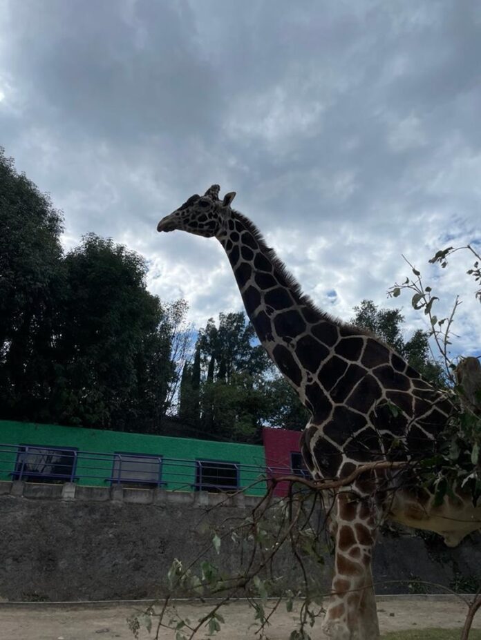 Muere la Jirafa “Yoyo” en el Zoológico del Altiplano - AlternativaTlx
