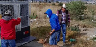 Rescata la Unidad de Control Canino de Huamantla a Animales en Condiciones de Maltratro . - AlternativaTlx