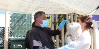 Inicia Sector Salud Campaña de Vacunación Antirrábica Canina y Felina - AlternativaTlx