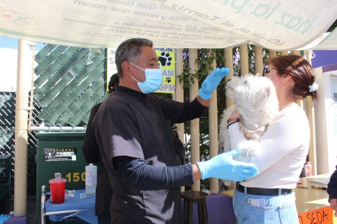 Inicia Sector Salud Campaña de Vacunación Antirrábica Canina y Felina - AlternativaTlx