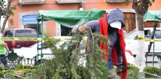 Invita Gobierno de Huamantla a Reciclar tu Árbol Natural de Navidad - AlternativaTlx