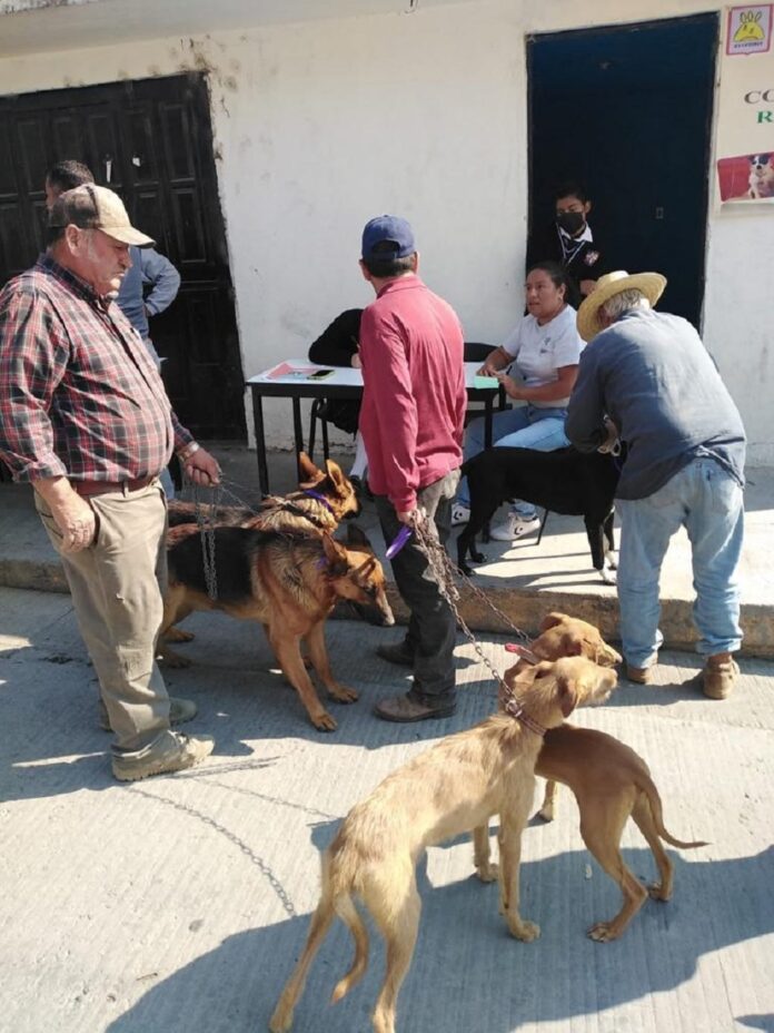 Realizará Sector Salud Campaña de Vacunación Antirrábica Canina y Felina - AlternativaTlx