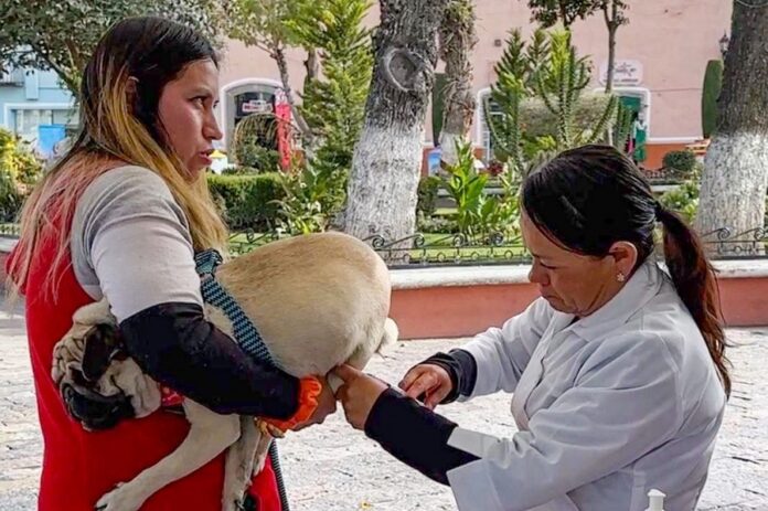 Últimos Días de la Jornada de Vacunación Antirrábica en Huamantla. - AlternativaTlx