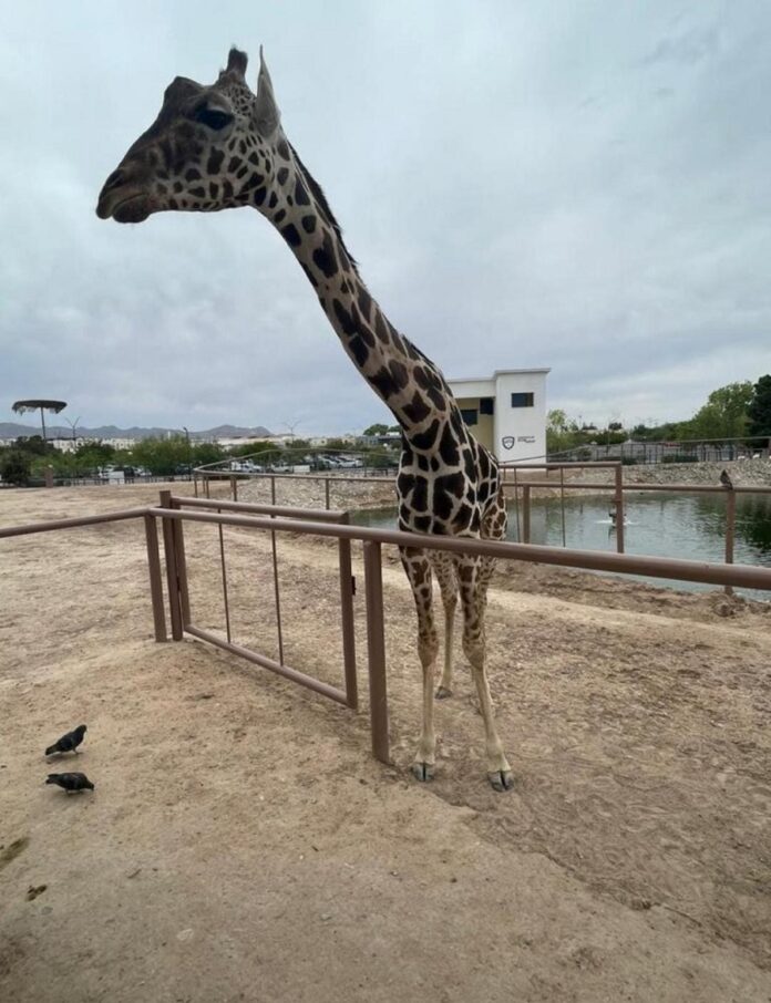 Zoológico del Altiplano, Opción Ideal para la Jirafa Benito - AlternativaTlx