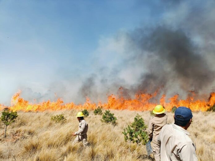 Exhorta Comité Estatal de Manejo del Fuego a Evitar Incendios Forestales -AlternativaTlx