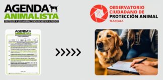 Llaman OCPA y AH a que Candidatos Locales Incluyan en Propuestas a Agenda Animalista -AlternativaTlx