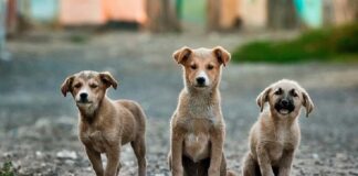 Candidatos que como Funcionarios no Cumplieron con la Ley de Bienestar Animal -AlternativaTlx