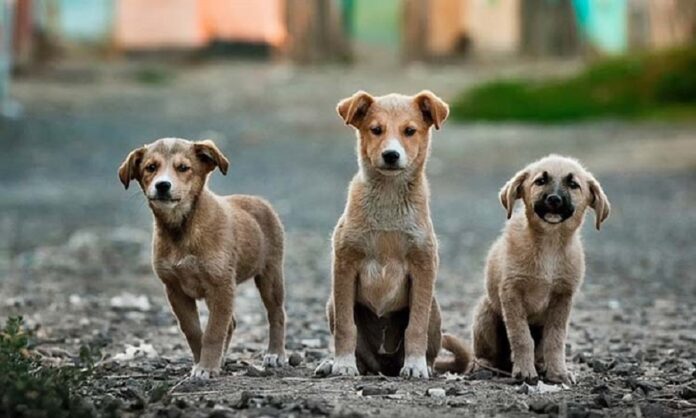 Candidatos que como Funcionarios no Cumplieron con la Ley de Bienestar Animal -AlternativaTlx Candidatos que como Funcionarios no Cumplieron con la Ley de Bienestar Animal -AlternativaTlx