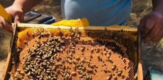 Conmemora Gobierno del Estado el Día Mundial de las Abejas y el Día Nacional de los Polinizadores -AlternativaTlx