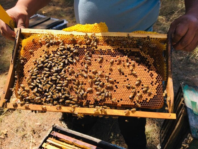 Conmemora Gobierno del Estado el Día Mundial de las Abejas y el Día Nacional de los Polinizadores -AlternativaTlx