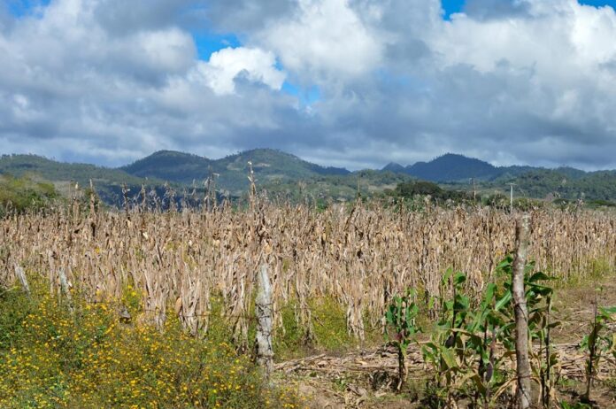 Enciende Sequía Focos Rojos para la Producción de Alimentos UMFFAAC -AlternativaTlx