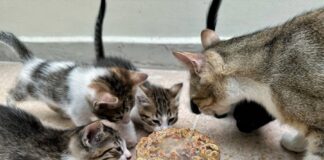 Exhorta Gobierno del Estado a Cuidar a los Animales Ante Ola de Calor -AlternativaTlx