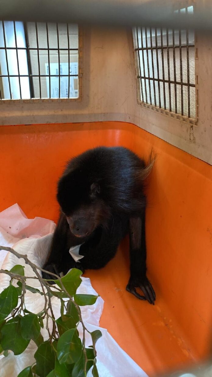 Instituciones Zoológicas de la Azcarm no Descartan que la Muerte de Primates en Tabasco y Chiapas Pueda Deberse a Otros Factores que se Agudizan con las Olas de Calor -AlternativaTlx