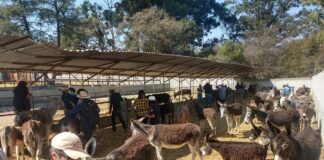 Tlaxcala Cuenta con un Santuario que Protege a los Burros -AlternativaTlx