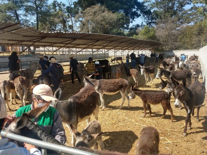 Tlaxcala Cuenta con un Santuario que Protege a los Burros -AlternativaTlx