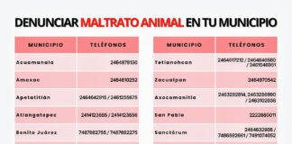 31 Municipios en los que se Pueden Recibir Denuncias por Maltrato Animal -AlternativaTlx