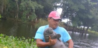 Manatíes Rescatados Durante Años de Contingencia por Muerte Masiva de su Especie Regresan a su Hábitat Gracias a Aluxes Ecoparque y a AZCARM -AlternativaTlx