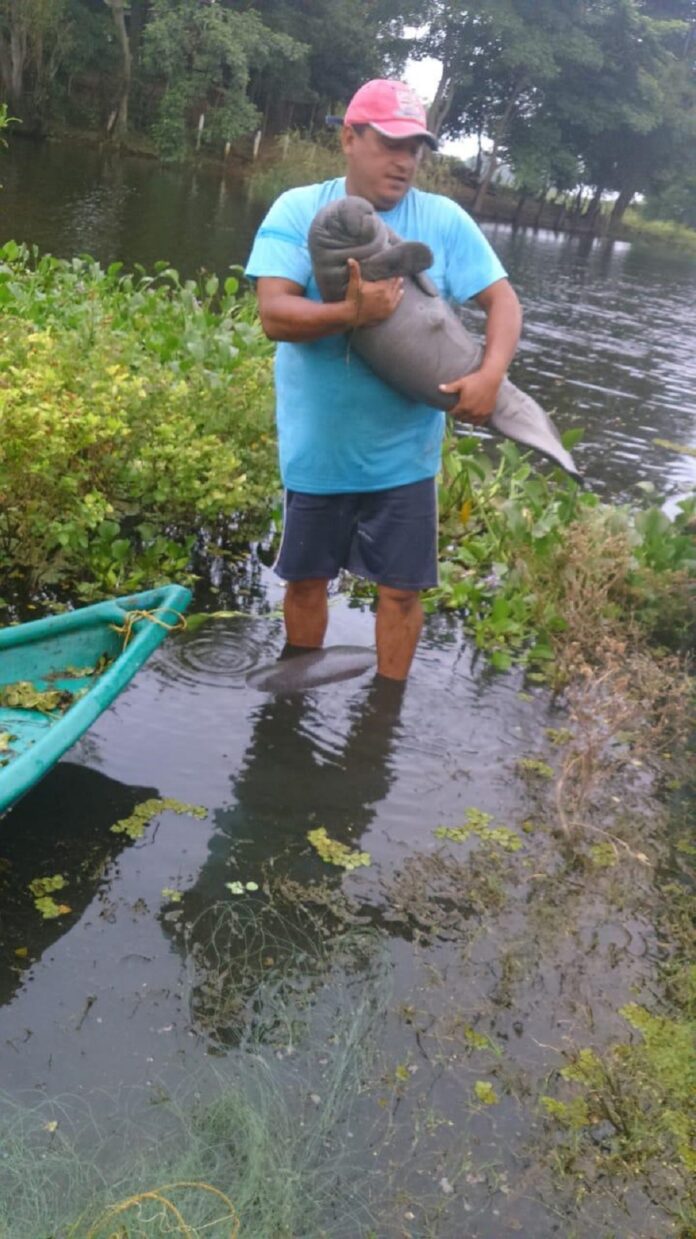 Manatíes Rescatados Durante Años de Contingencia por Muerte Masiva de su Especie Regresan a su Hábitat Gracias a Aluxes Ecoparque y a AZCARM -AlternativaTlx