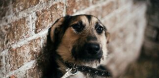 Preocupa a OCPA la Atención de Denuncias por Delitos de Maltrato Animal -AlternativaTlx