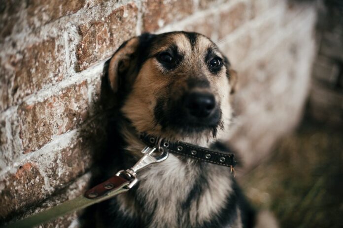 Preocupa a OCPA la Atención de Denuncias por Delitos de Maltrato Animal -AlternativaTlx