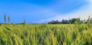 Registra Sonora Quiebra de Agricultores por Bajos Precios de Grano -AlternativaTlx