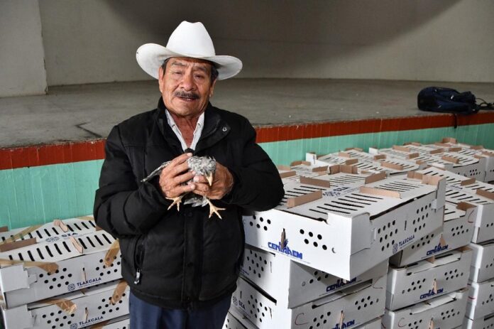 Se Fortalece la Economía y Alimentación en Huamantla a Través de la Entrega de Paquetes de Aves de Postura -AlternativaTlx