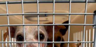 Coordinación de Bienestar Animal Reubica y Brinda Asistencia Veterinaria a 19 Perros -AlternativaTlx