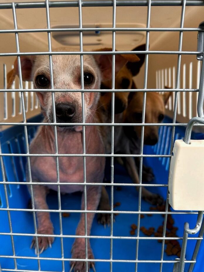 Coordinación de Bienestar Animal Reubica y Brinda Asistencia Veterinaria a 19 Perros -AlternativaTlx