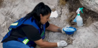 Descubren Extenso Texto Glífico Maya en la Zona Arqueológica de Cobá, en Quintana Roo -AlternativaTlx