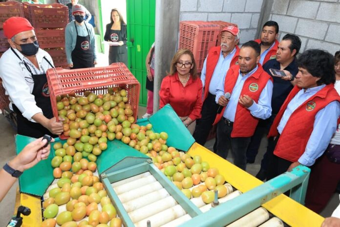 Presencia Gobernadora Salida de Producción de Jitomate de Empresa Tlaxcalteca a Walmart AlternativaTlx Presencia Gobernadora Salida de Producción de Jitomate de Empresa Tlaxcalteca a Walmart -AlternativaTlx