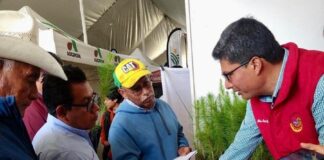 Contribuyen Investigadores de la UATx a la Restauración de Bosques de Coníferas - AlternativaTlx