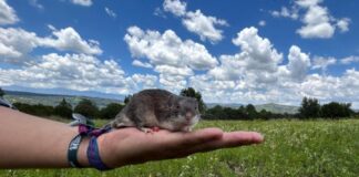 Estudian Investigadores de la Estación Científica La Malinche Adaptación Exitosa del Ratón Espinoso Mexicano - AlternativaTlx