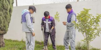 Fomento Ayuntamiento de Huamantla e ITJ Cultura Ecológica con más de 300 Árboles Donados -AlternativaTlx