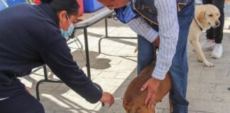 Gobierno de Huamantla y SESA Invitan a la Jonada Nacional de Reforzamienro de Vacunación Antirrábica 2024 -AlternativaTlx
