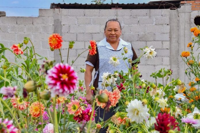 Se Pintan de Colores Hogares de Huamantla con Entrega Gratuita de Dalias -AlternativaTlx