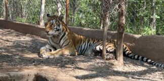 Tigresa Rescatada en Sinaloa Está en Cuarentena Recuperandose en el Santuario OSTOK -AlternativaTlx