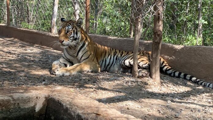 Tigresa Rescatada en Sinaloa Está en Cuarentena Recuperandose en el Santuario OSTOK -AlternativaTlx