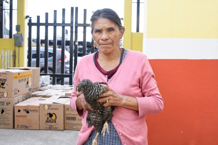 Con Esfuerzo Coordinado Entre Gobiernos, Reciben Familias de Huamantla Paquetes de Especies Menores -AlternativaTlx