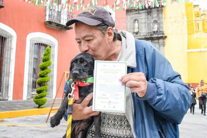 Feria de Adopción Canina en Huamantla Dio a Caninos una Nueva Vida -AlternativaTlx