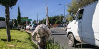 Realiza el Ayuntamiento de Tlaxcala Labores de Limpieza y Poda en Principales Avenidas de la Capital -AlternativaTlx