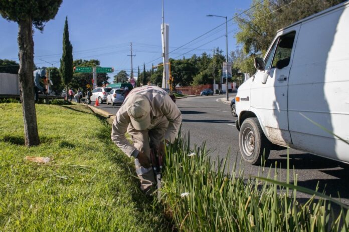 Realiza el Ayuntamiento de Tlaxcala Labores de Limpieza y Poda en Principales Avenidas de la Capital -AlternativaTlx