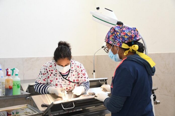 Clínica Biofílica: Un Año de Acciones en Favor de la Salud Animal en Huamantla -AlternativaTlx