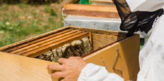 Convocatoria Abierta para la Capacitación e Implementación de Jardines Polinizadores y Apicultura en Zacatelco -AlternativaTlx