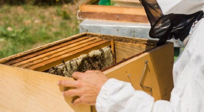 Convocatoria Abierta para la Capacitación e Implementación de Jardines Polinizadores y Apicultura en Zacatelco -AlternativaTlx