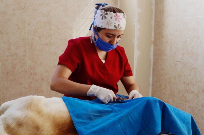Módulo Canino de Zacatelco Anuncia dos Fechas para Esterilización de Perros y Gatos -AlternativaTlx