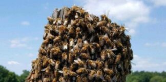 Protección Civil de Zacatelco Llama al Control y Prevención de Abejas Transitorias -AlternativaTlx