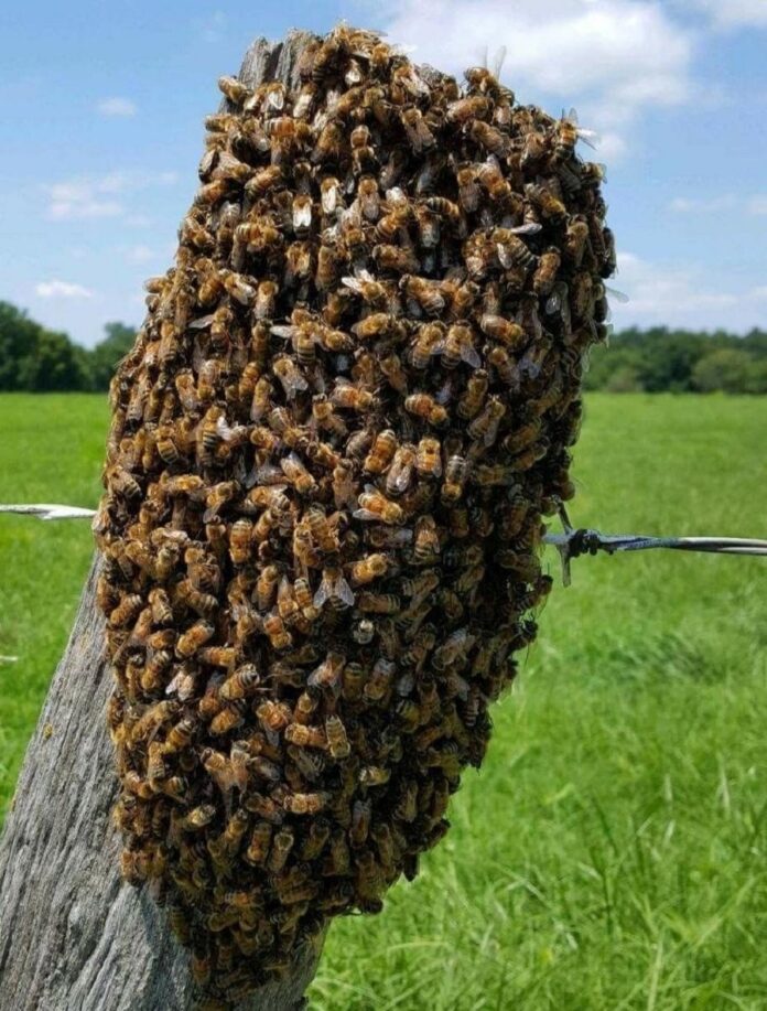 Protección Civil de Zacatelco Llama al Control y Prevención de Abejas Transitorias -AlternativaTlx